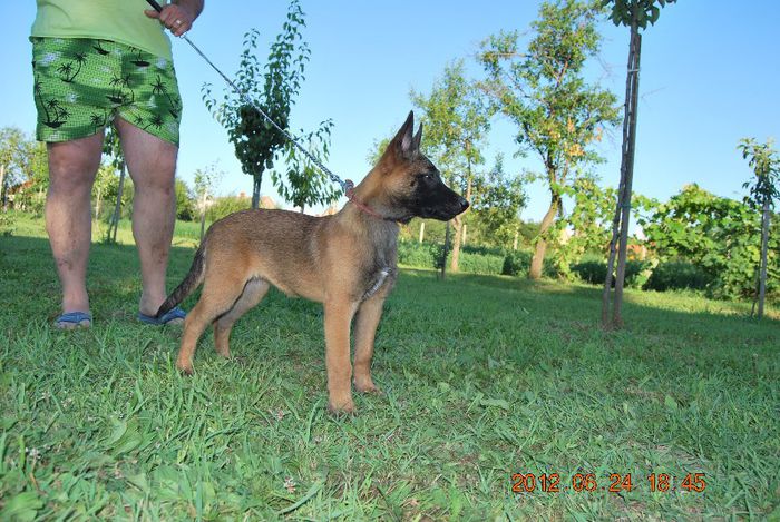 Alma - Ciobanesc belgian malinois