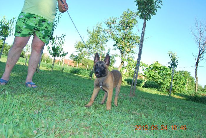 Alma - Ciobanesc belgian malinois