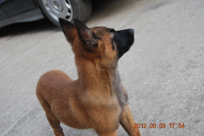 Alma - Ciobanesc belgian malinois