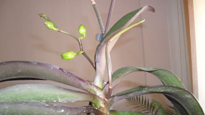 evolutie orhidee 2013 martie 006 - phalaenopsis