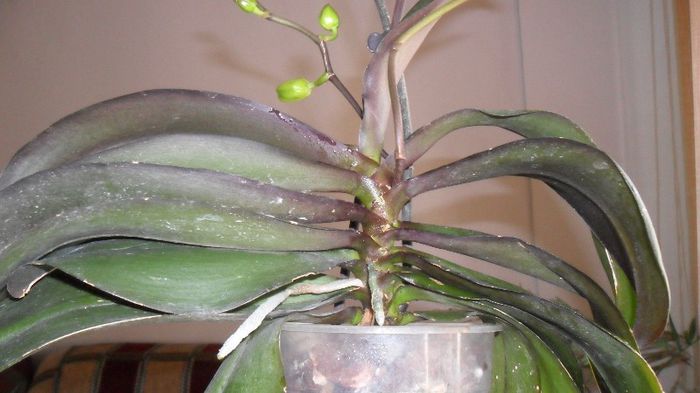 evolutie orhidee 2013 martie 007 - phalaenopsis