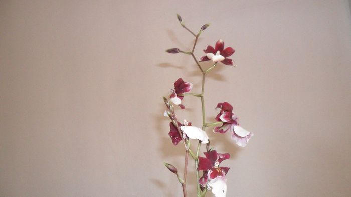 evolutie orhidee 2013 martie 011 - phalaenopsis
