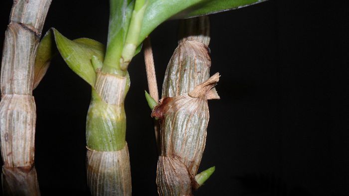 dendro phala cu noi tije - Dendrobium phalaenopsis