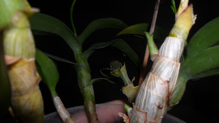 Keiki - Dendrobium phalaenopsis