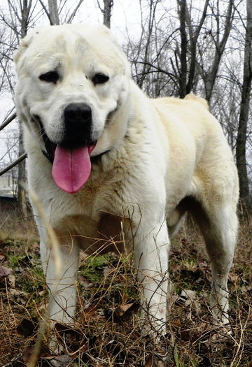 Cronos 1an si 6 luni