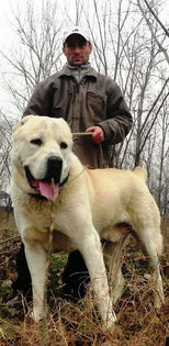 Cronos 1an si 6 luni