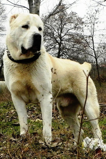 Cronos 1an si 6 luni