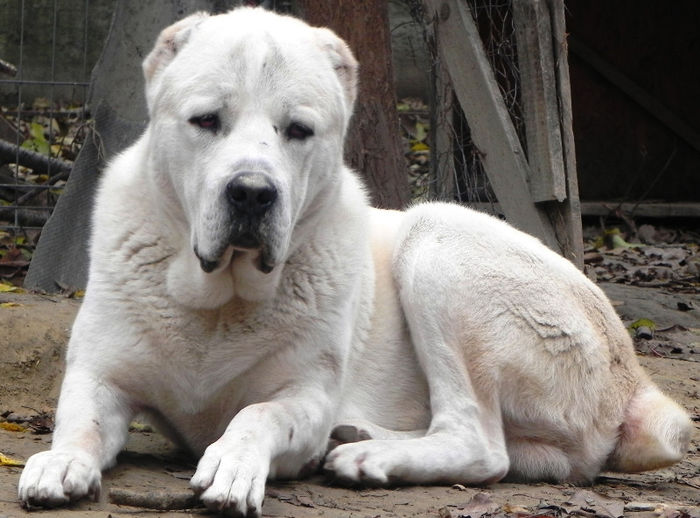 Cronos 1 an si 4 luni