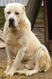 Cronos 1 an si 7 luni