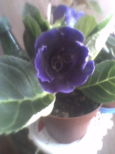 hollywod 16.32013 - gloxinia 2013