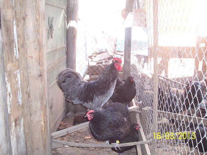 100_5323 - 2013 Australorp I