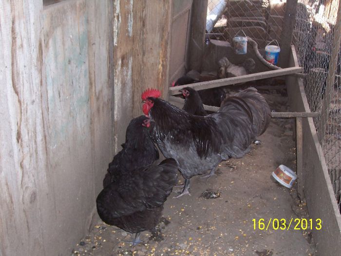 100_5326 - 2013 Australorp I