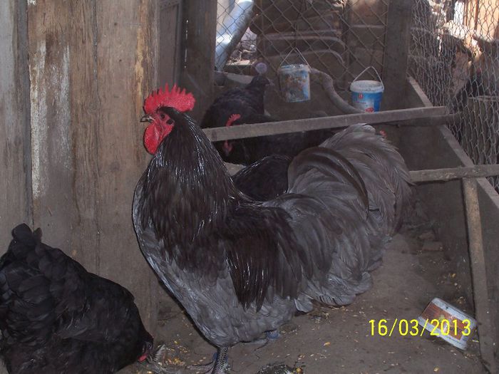 100_5328 - 2013 Australorp I