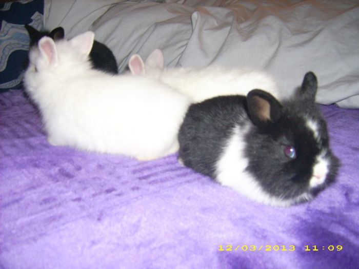 mar 2013 022; Pui nascuti 16.02.2013
