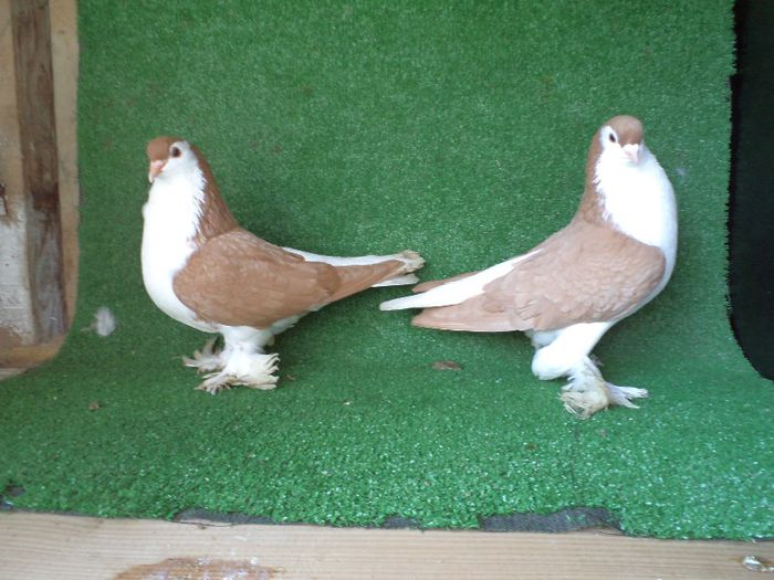 DSC00985