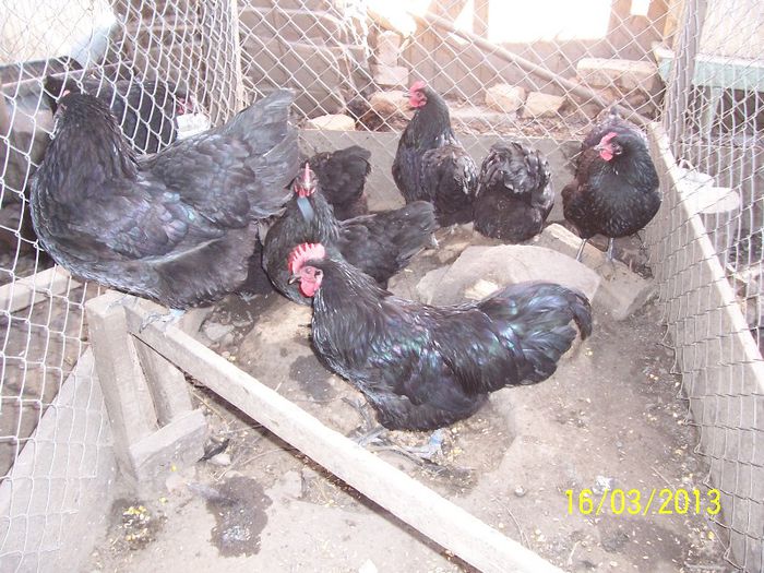 100_5322 - 2013 Australorp II