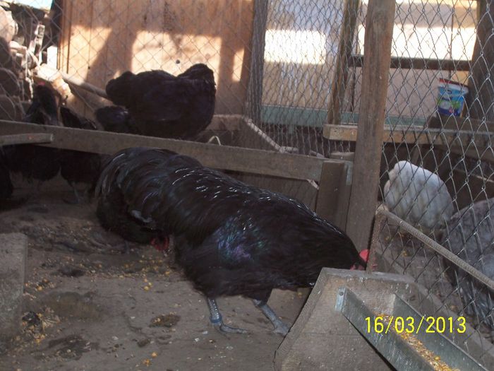 100_5329 - 2013 Australorp II