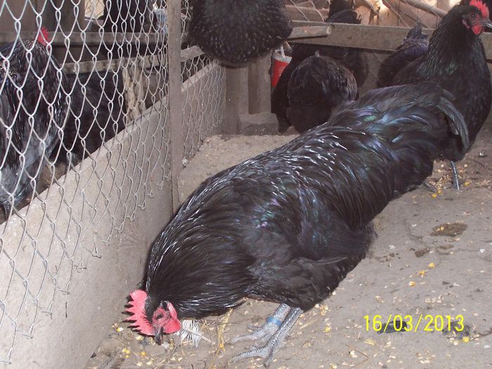 100_5330 - 2013 Australorp II