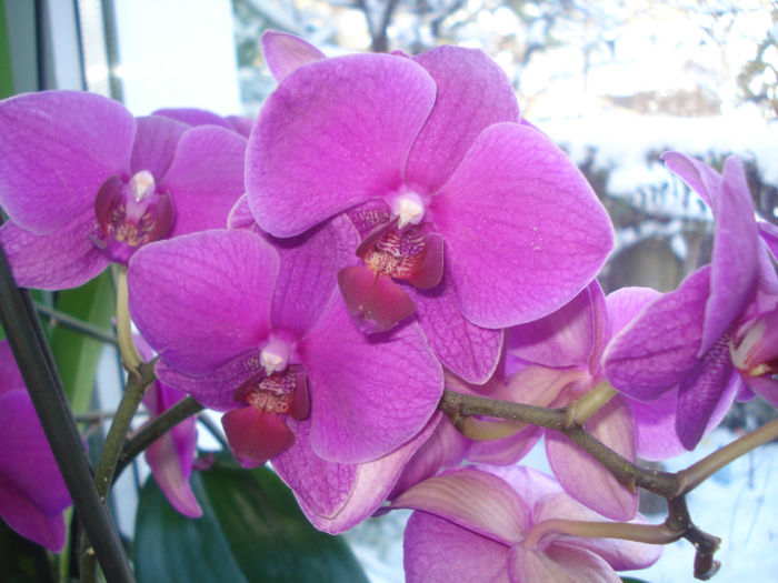 Phalaenopsis, de la Violeta:-); A reinflorit in noiembrie si de atunci e tot plina de flori.
Multumesc Vio!
