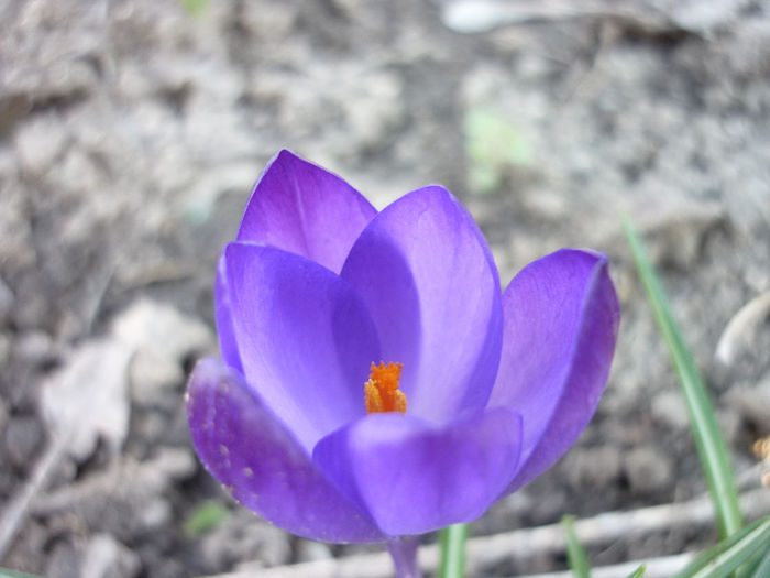 P1030771 - Crocus