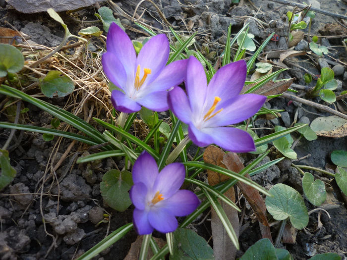 P1030768 - Crocus