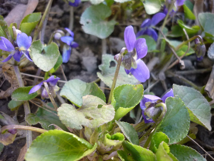 niste toporasi intre crocusi - Crocus