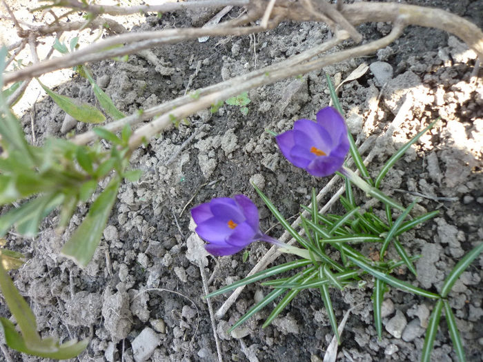 mixandre vesnic verzi si floricele la draga mea... - Crocus