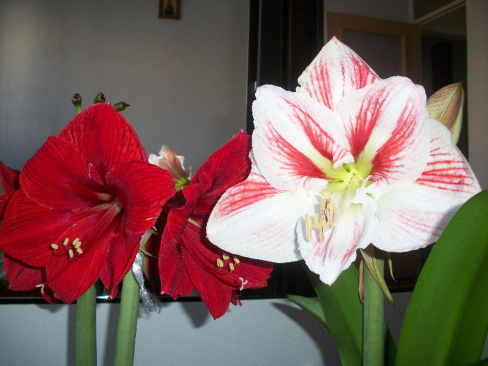 100_3415 - amaryllis amorice