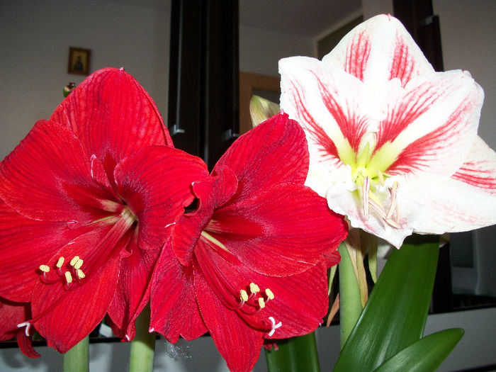 100_3416 - amaryllis amorice