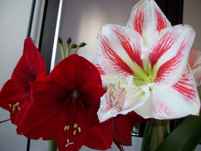 100_3417 - amaryllis amorice