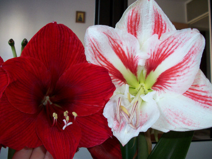 100_3418 - amaryllis amorice