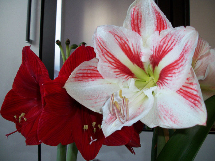 100_3421 - amaryllis amorice