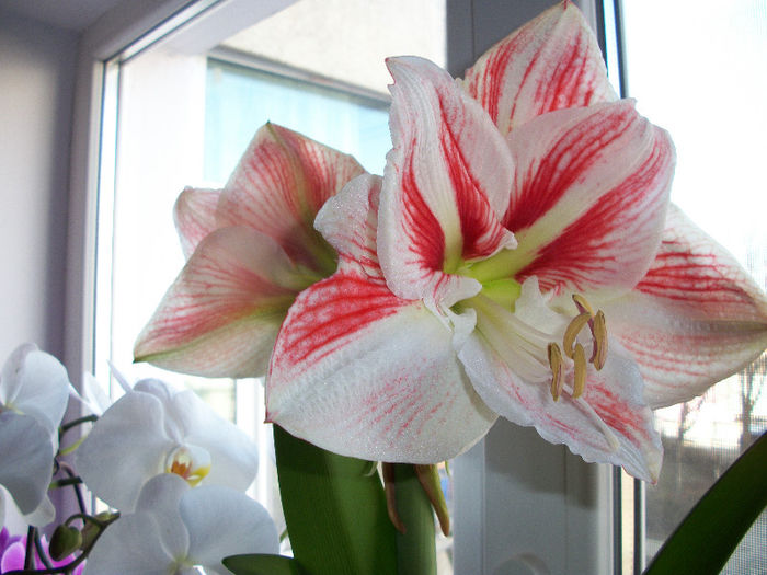 100_3435 - amaryllis amorice