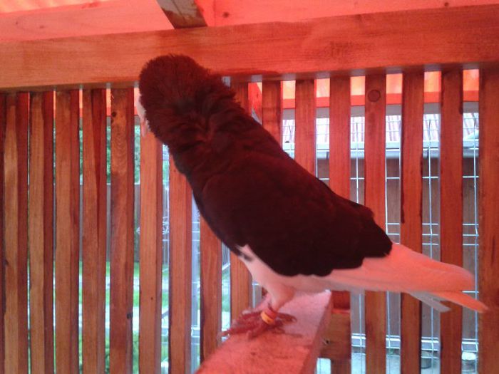 2012-05-15 20.13.28 - Capucini