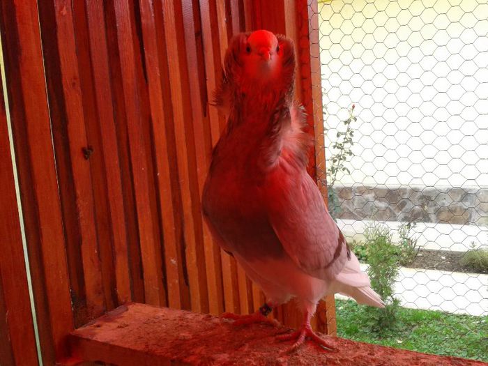 2012-10-28 10.30.54 - Capucini