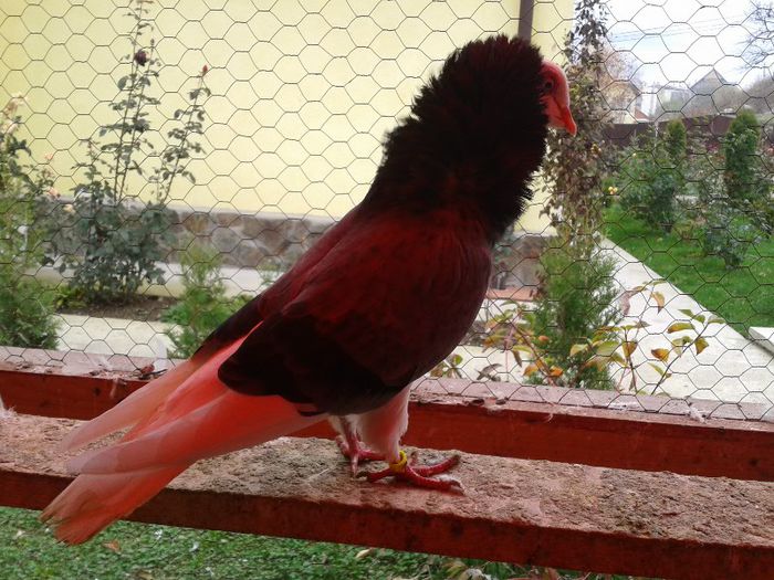 2012-10-28 10.32.07 - Capucini