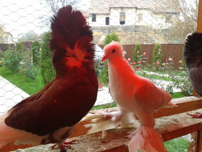 2012-10-28 10.40.18 - Capucini