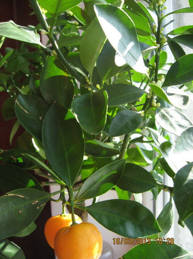 dintre toti.... - Citrus mitis pitic Calamondin