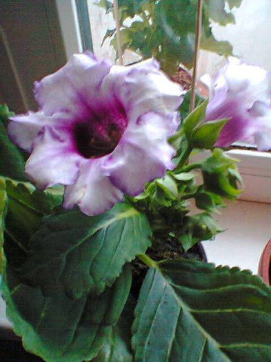 Gloxinia nou