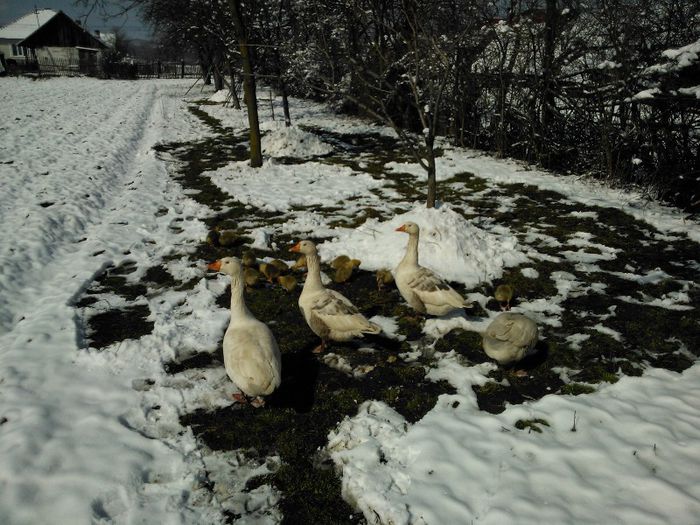 prin zapada lui Martie