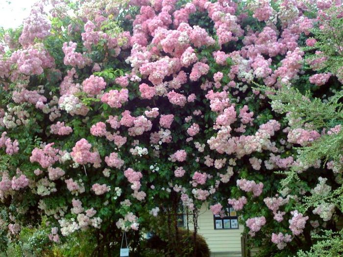 fotografia nu-mi apartine - Pauls Himalayan Musk