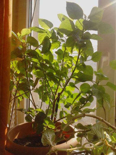 IMG_20130316_150705; hibilic
