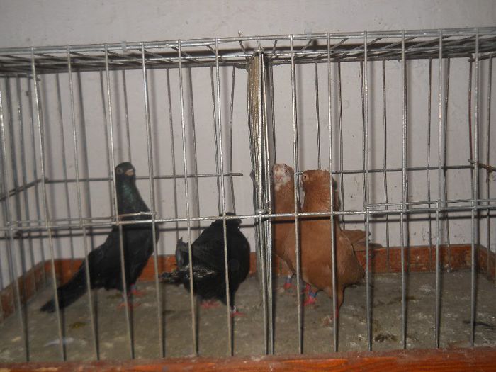 De vanzare, 100 RON perechea