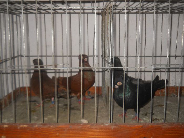 De vanzare, 100 RON perechea