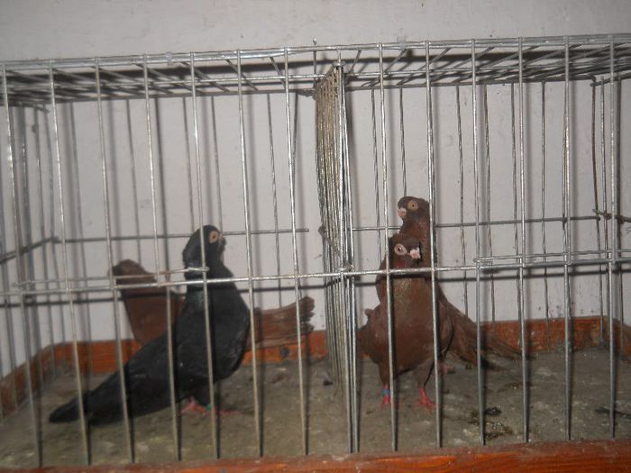 De vanzare, 100 RON perechea