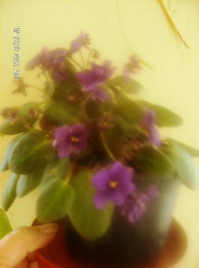 octombrie 1 2012 070 - violete frunze inradacinate
