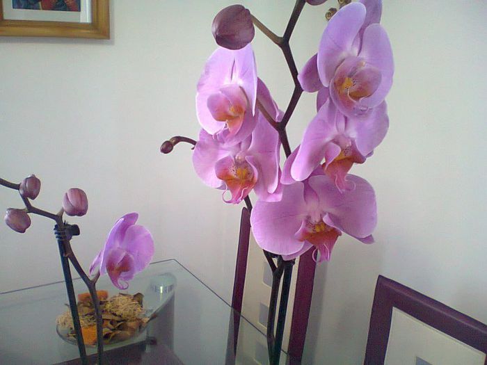 Fotografie0561 - Colectia de Orhidee