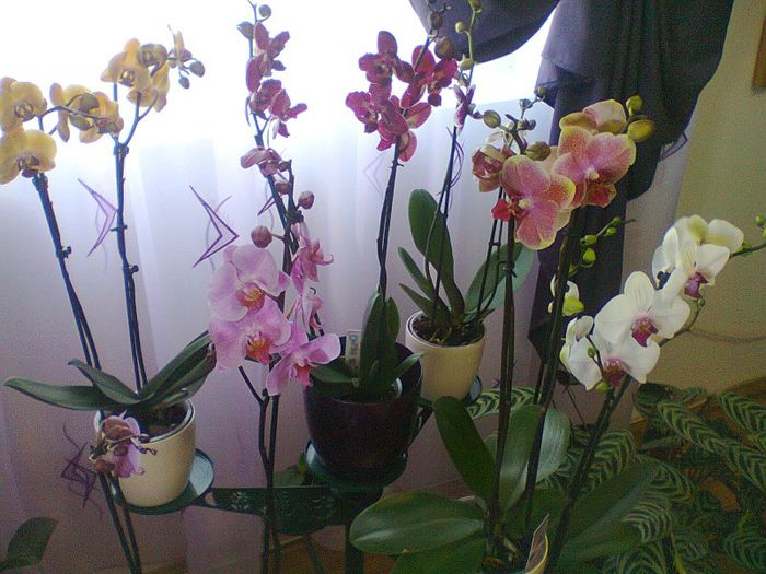 Fotografie0562 - Colectia de Orhidee