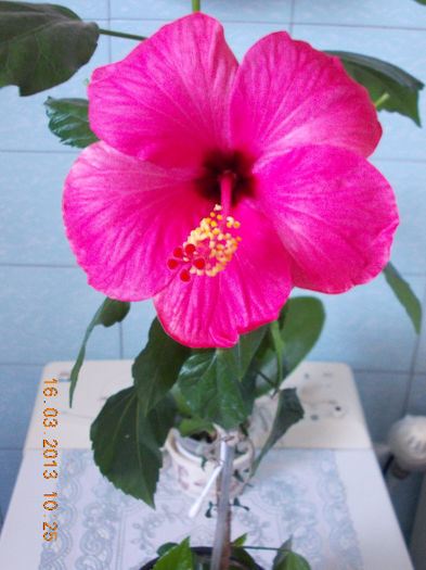 16 martie 2013-flori 018