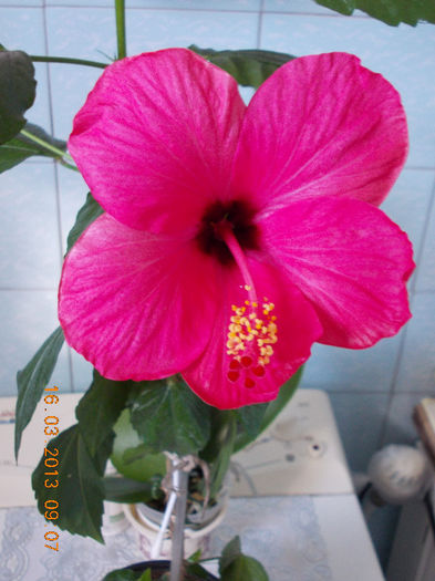 16 martie 2013-flori 002 - hibiscus -1